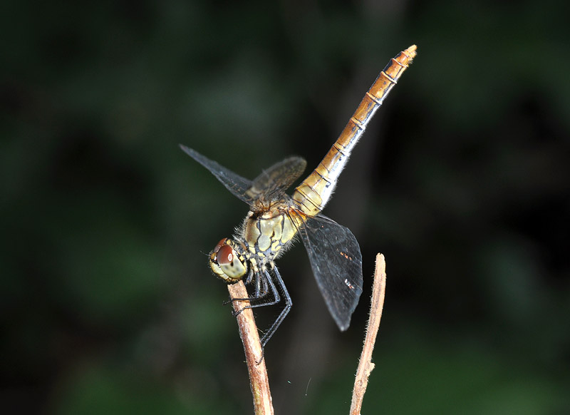 Libellula da identificare 1